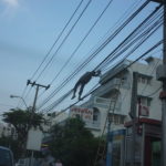 オンヌット（バンコク）通りにくわえタバコの電線マン