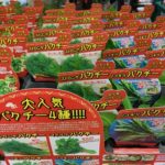 大人気パクチー4種類！！！！を育てよう！